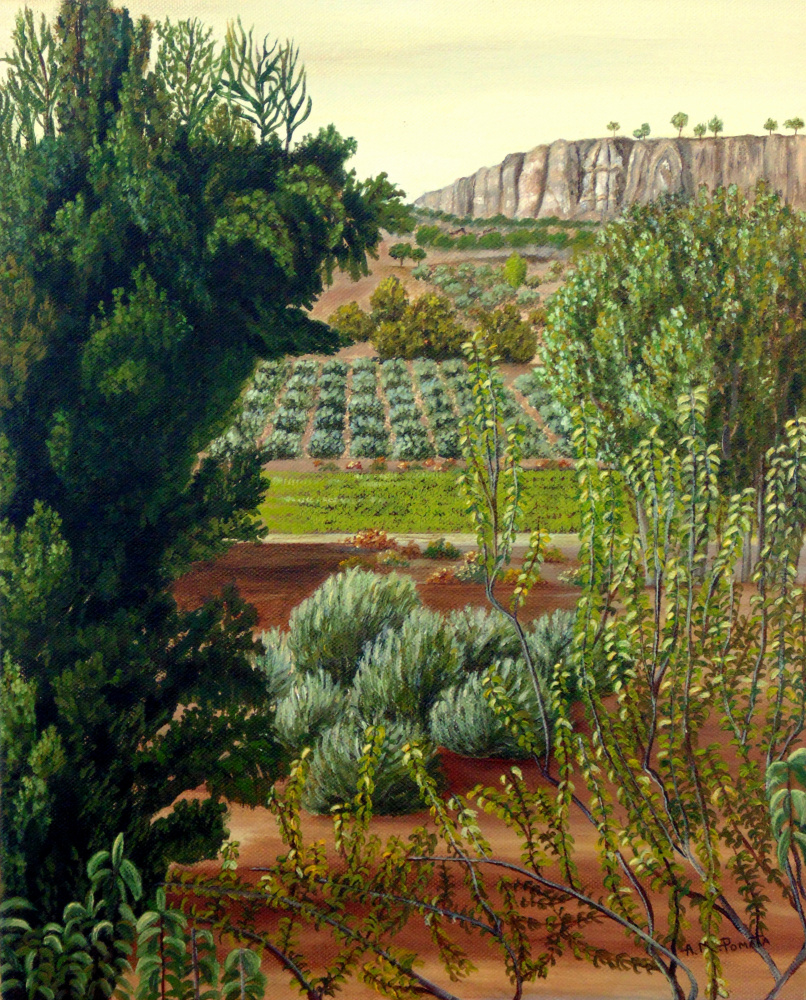 High Mountain Olive Trees von Angeles M. Pomata