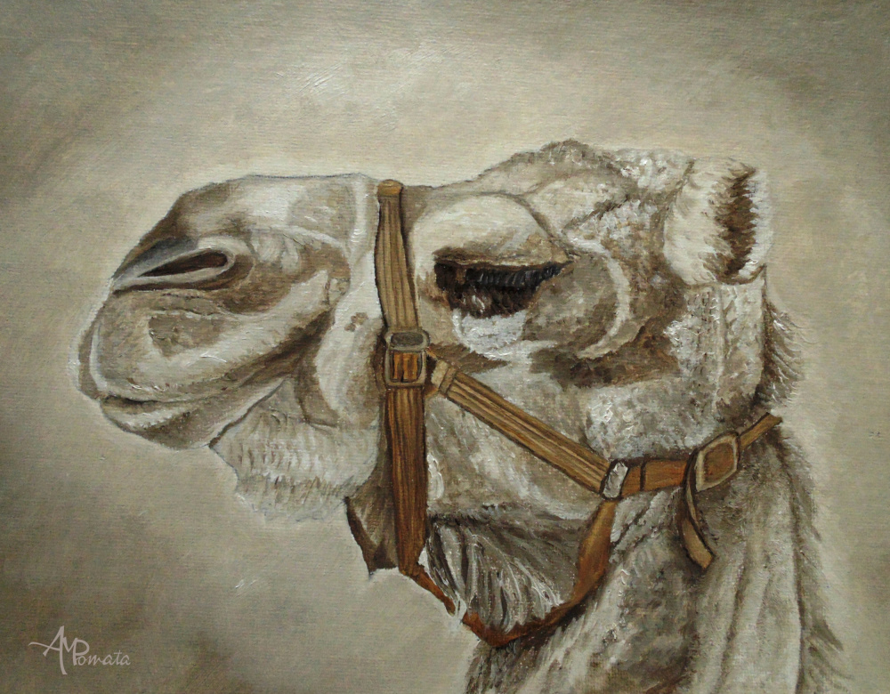 Camel Portrait von Angeles M. Pomata