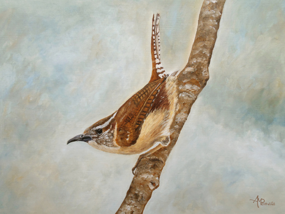 Sweet Carolina Wren von Angeles M. Pomata