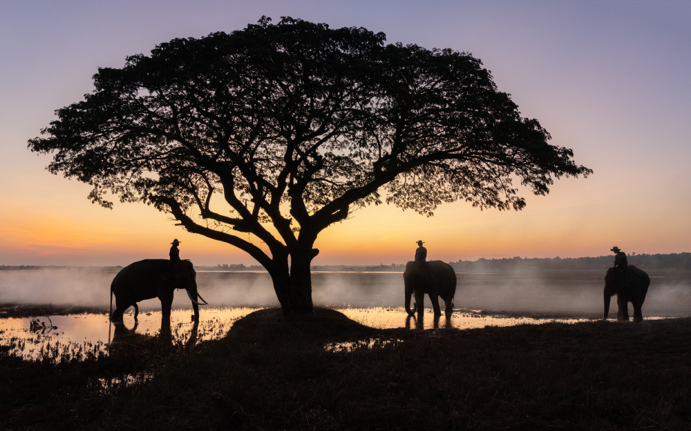 Elephants of Surin, Thailand von Anges van der Logt