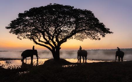 Elephants of Surin, Thailand