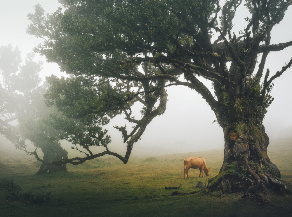 Embracing the Stillness von Anghel Rusu