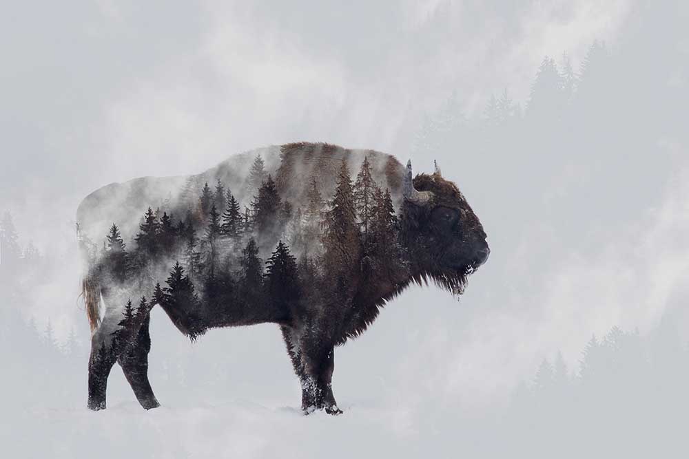 Bison - Doppelbelichtung von Angyalosi Bea