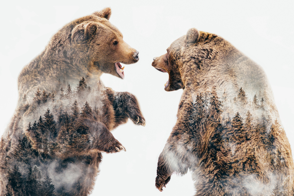 Wild Conflicts von Angyalosi Beáta