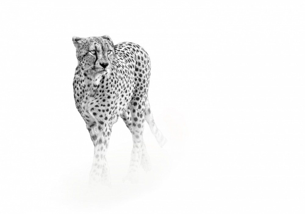 On prowl von Anita Singh