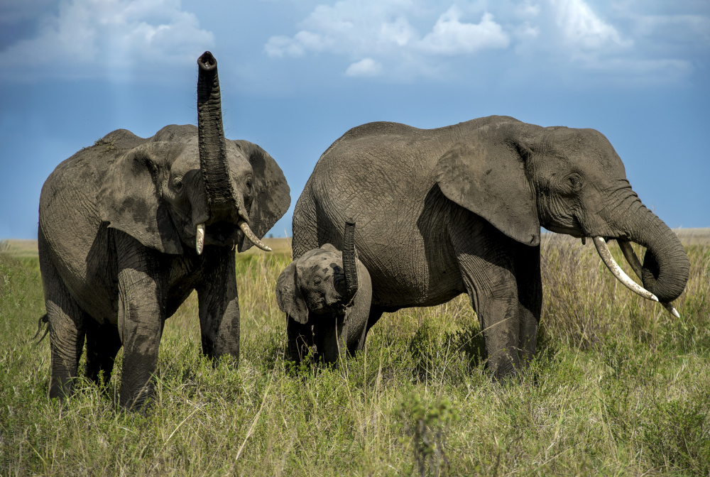 Smelling the threat von Anita Singh