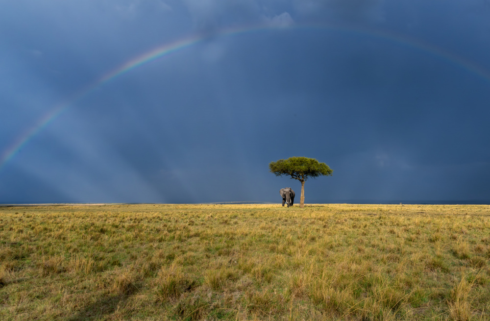 Loner von Anita Singh