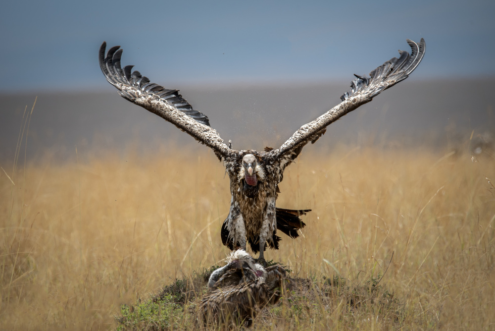 Perfect Landing von Anita Singh