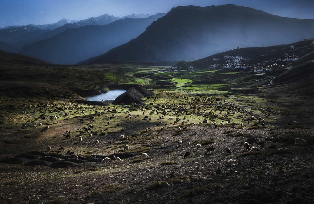 Sheep grazing von Anita Singh