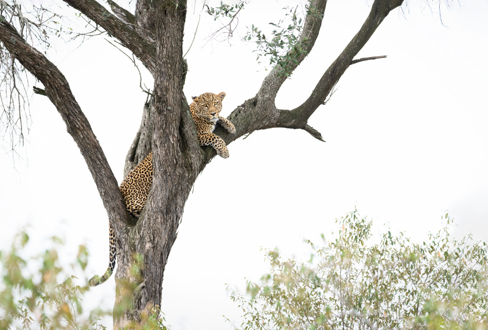 Safe heights von Anita Singh