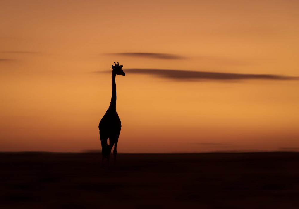 Sunrise silhouette von Anita Singh