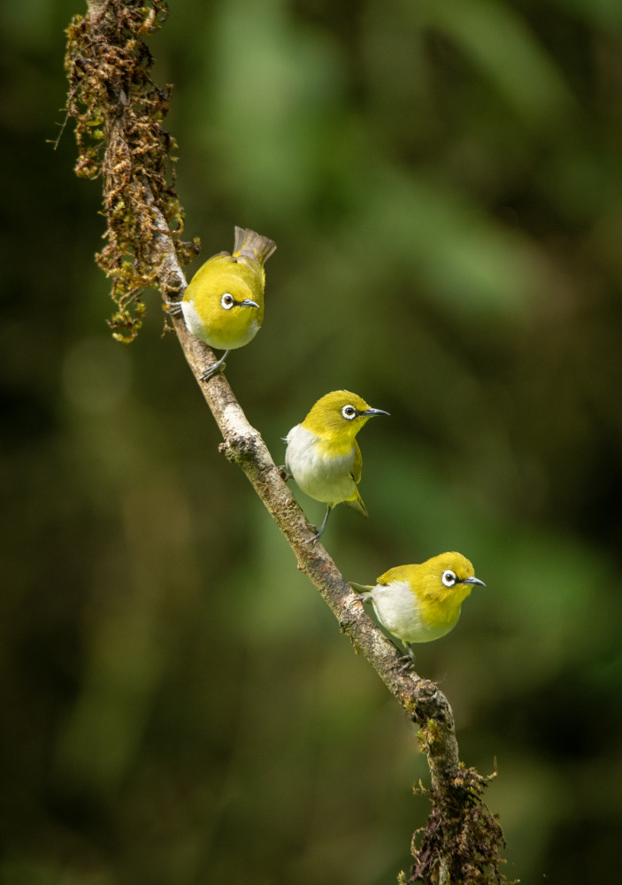 Three Musketeers von Ankit Dalal