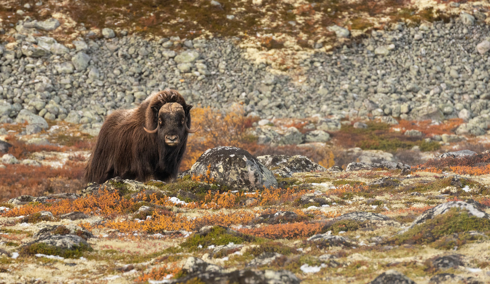 Muskox watching von Ann Cornelis