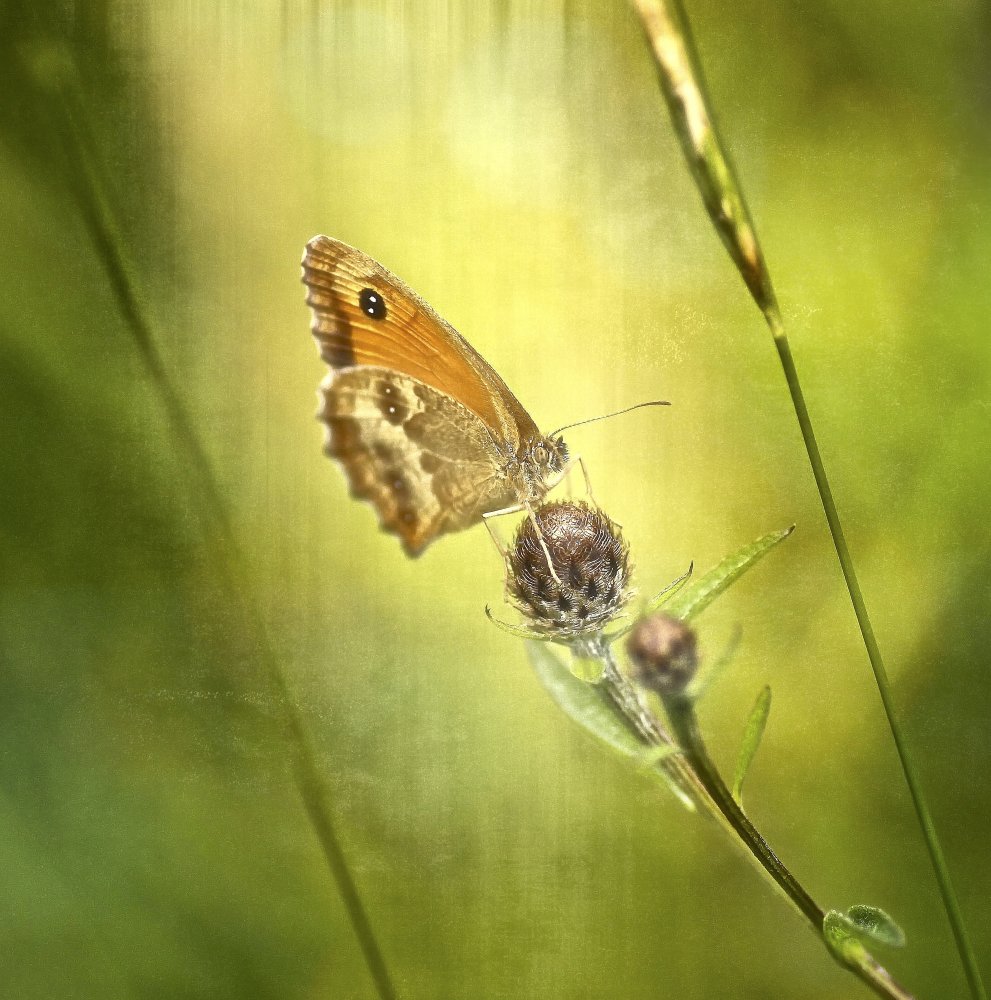 on the top von Anna Cseresnjes