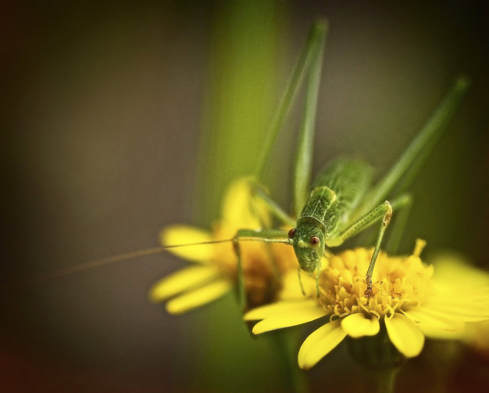 observer ... von Anna Cseresnjes