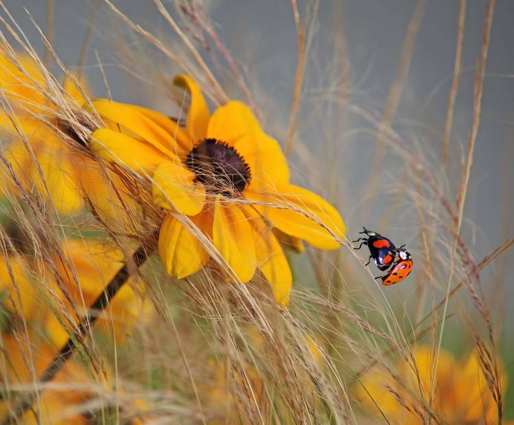 colors of summer von Anna Cseresnjes