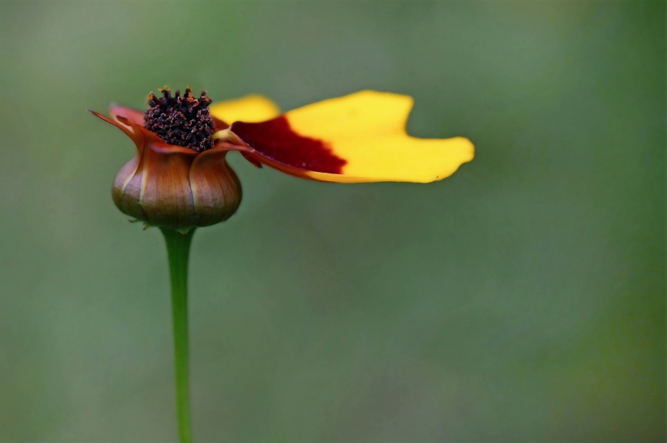 the last ones before winter ... von Anna Cseresnjes