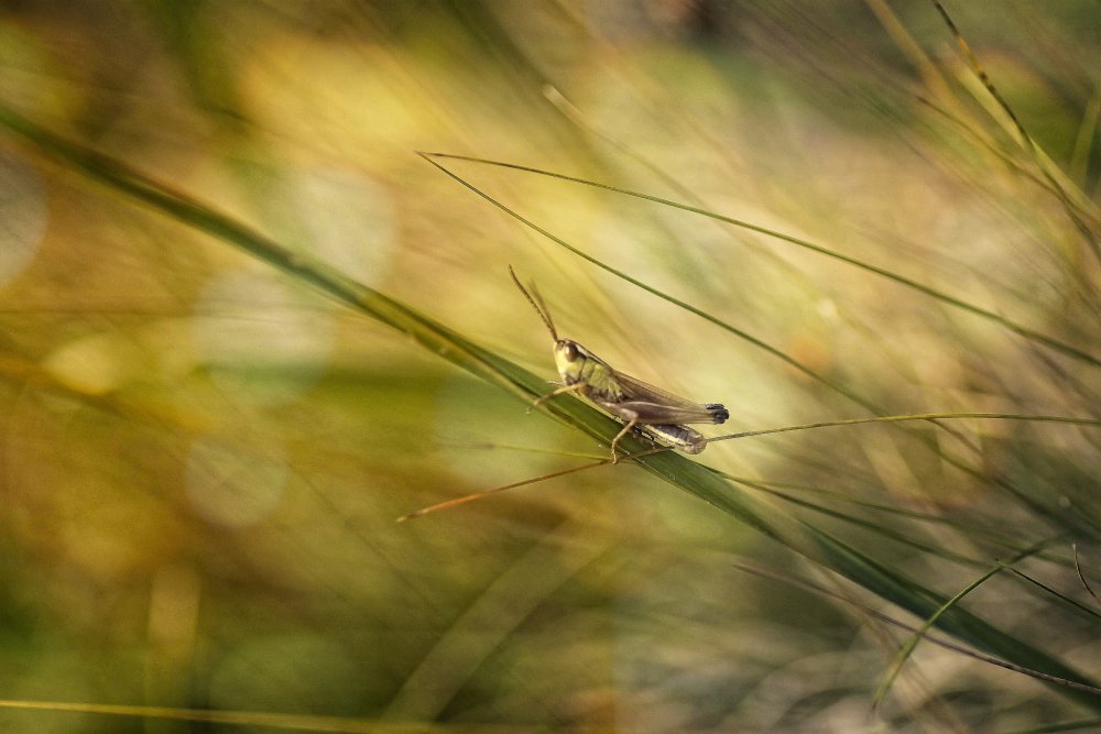 easy rider ... von Anna Cseresnjes