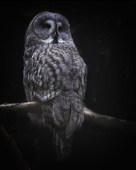 owl