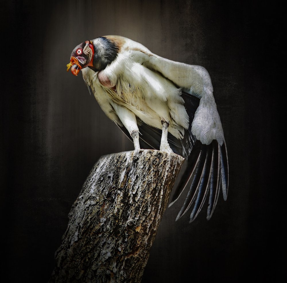 exotic bird von Anna Cseresnjes