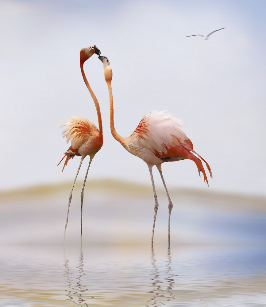 flamingo kiss von Anna Cseresnjes