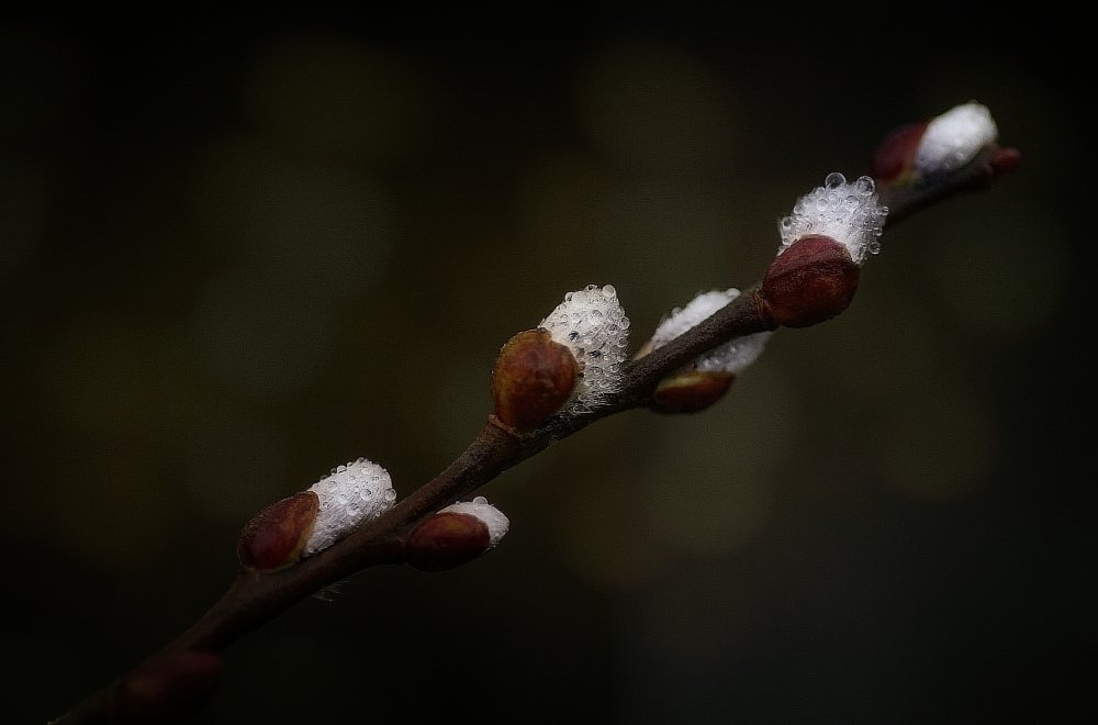 early spring von Anna Cseresnjes