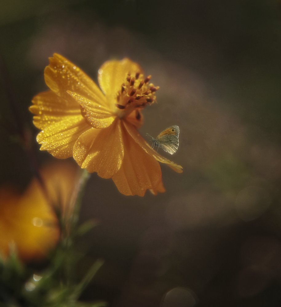 yellow flower von Anna Cseresnjes