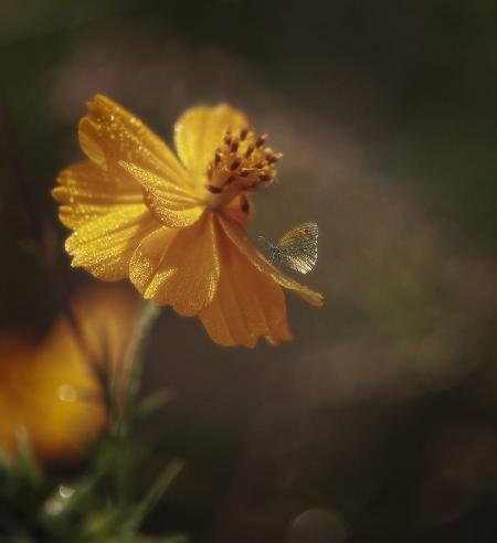 yellow flower