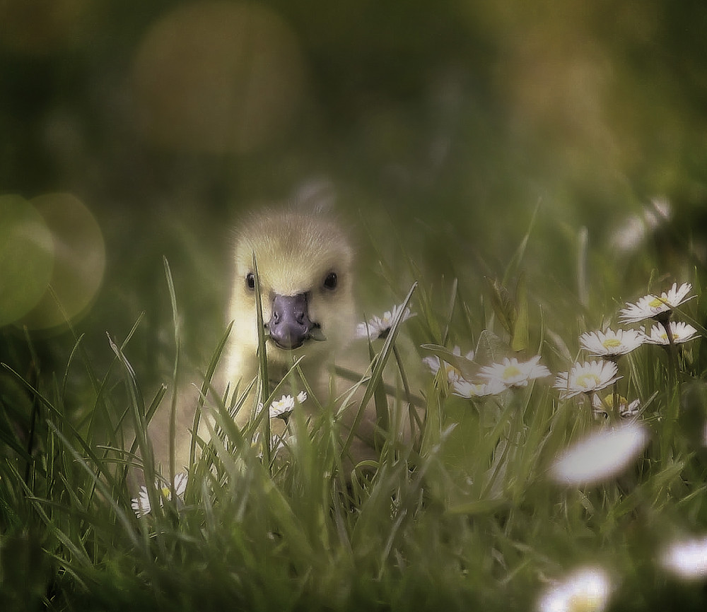 young goose von Anna Cseresnjes