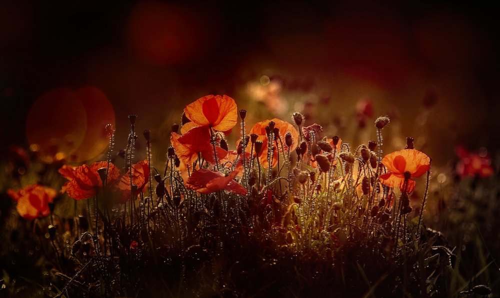 Poppies von Anna Cseresnjes