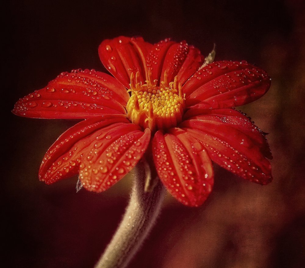 after rain von Anna Cseresnjes