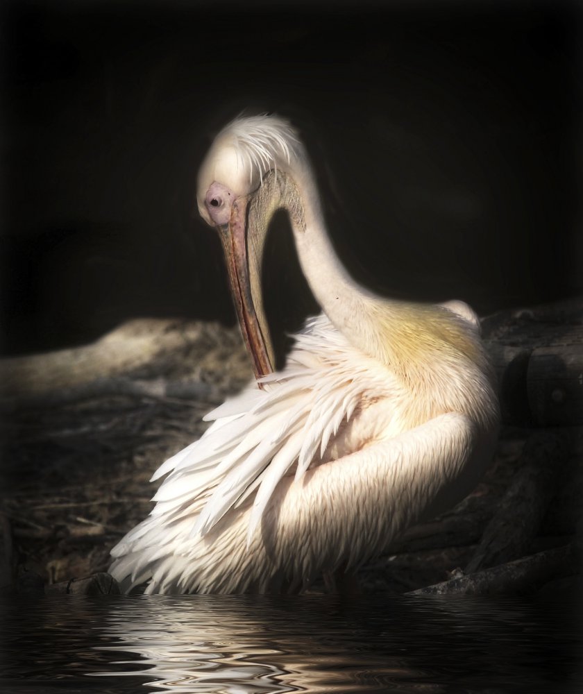 pelican von Anna Cseresnjes