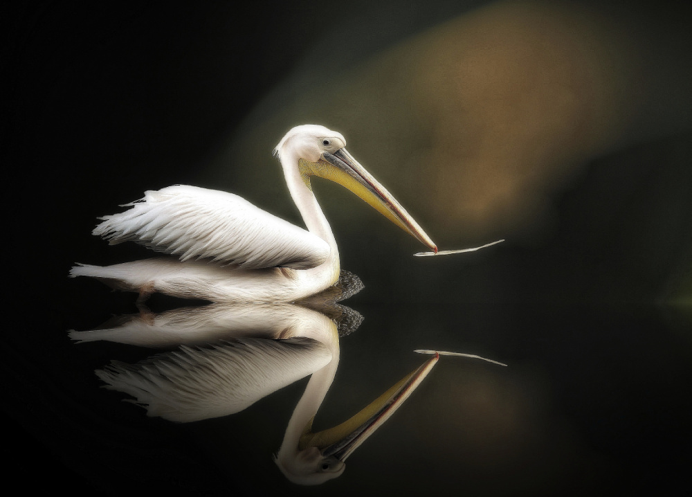 pelican von Anna Cseresnjes