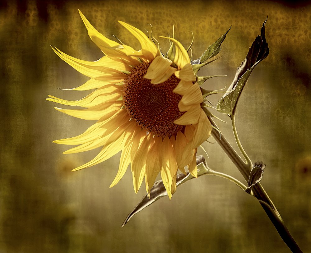 sunflower von Anna Cseresnjes