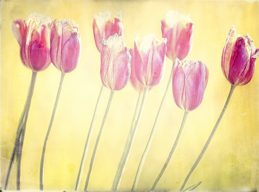 tulips von Anna Cseresnjes