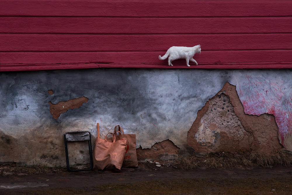 The Cat That Walked by Himself von Anna Kudriavtseva