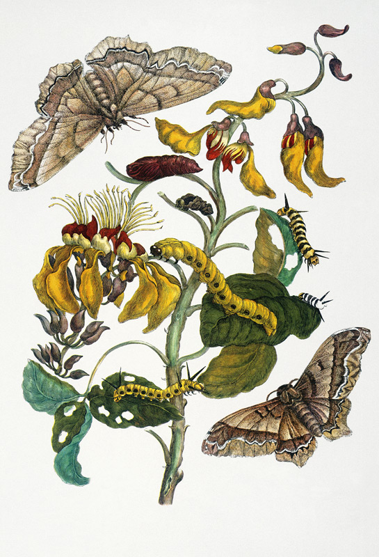 Korallenbaum und Seidenspinner (Erythrina glauca und Arsenura cassandra). von Maria Sibylla Merian