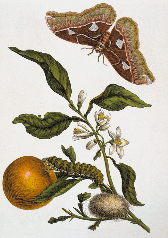 Orange und Nachtfalter / M.S.Merian von Maria Sibylla Merian