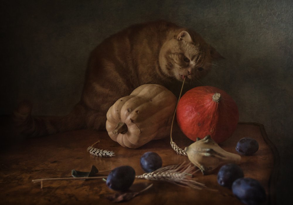 Cat and pumpkins von Anna Petina