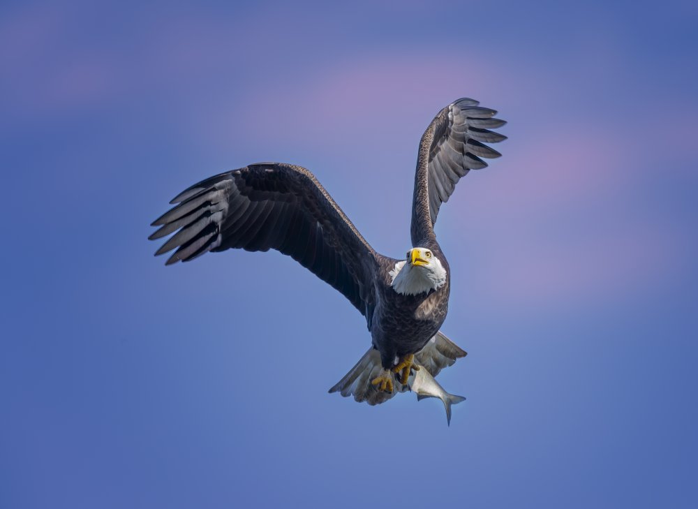 Bald Eagle von Anna Zhang