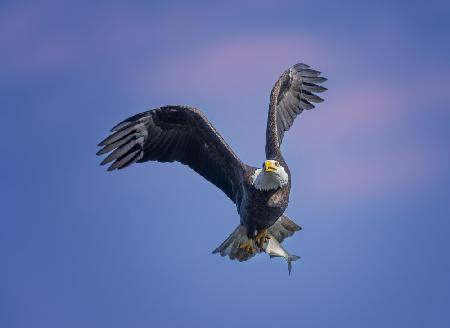 Bald Eagle