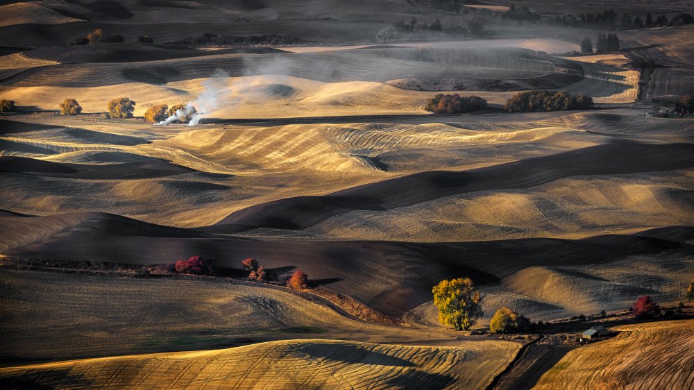 Wheat Field von Anna Zhang