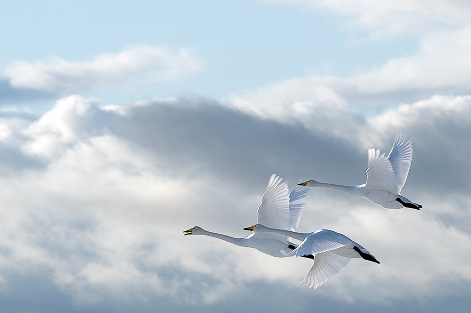 Swans in the sky von Anne Ueland