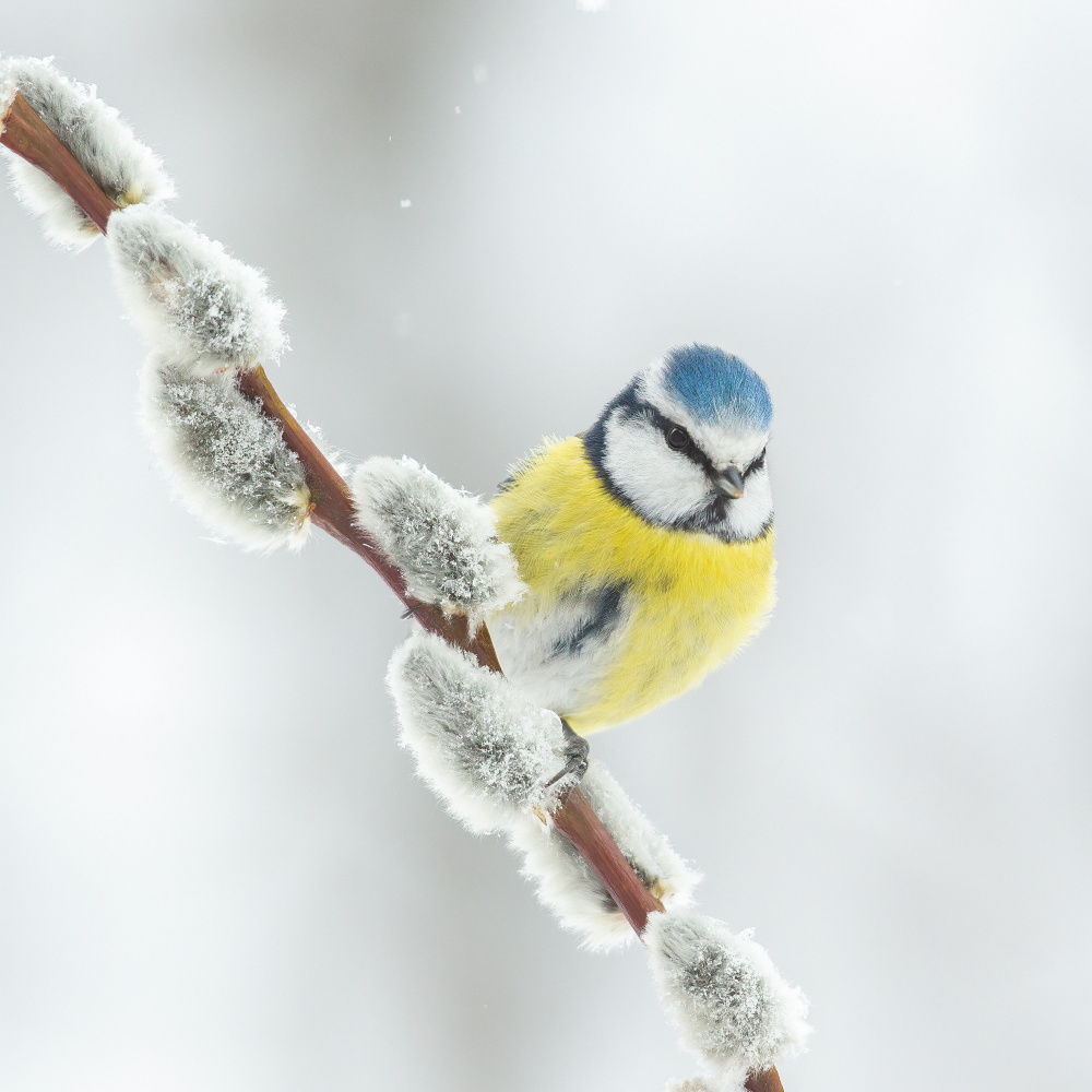 Blue tit in a white world. von Annie Keizer