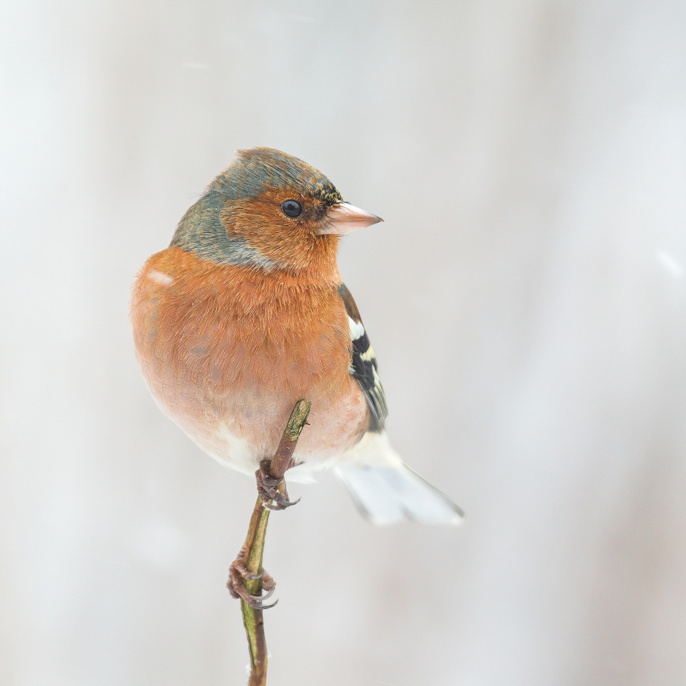 Common chaffinch in winter. von Annie Keizer