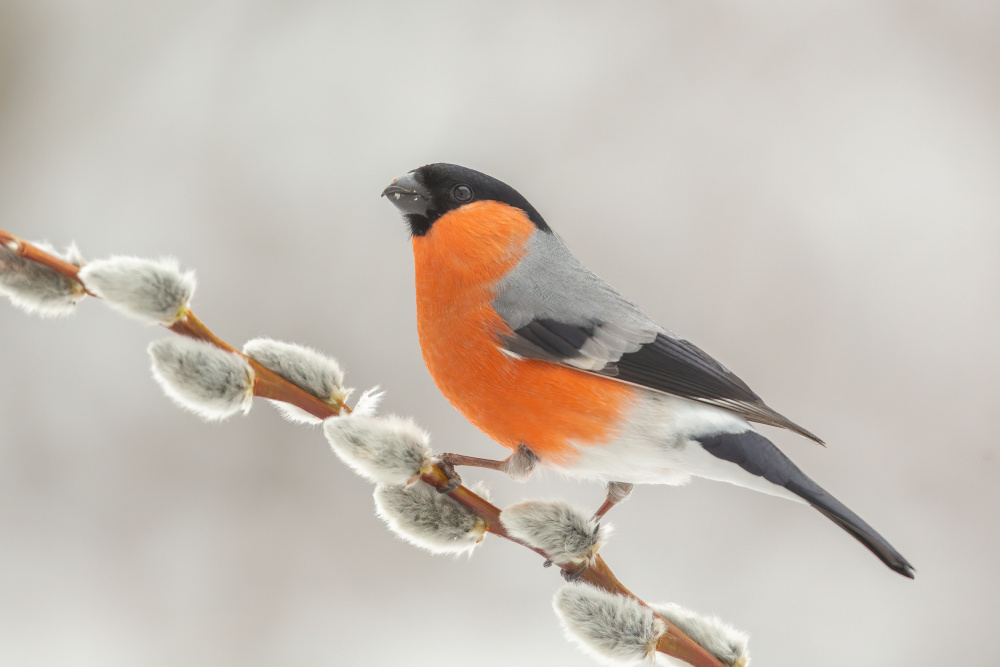 Colorful bird. von Annie Keizer