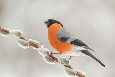 Colorful bird.