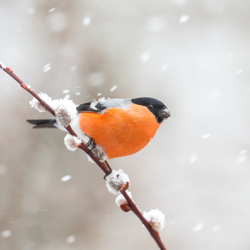 Bullfinch in a snowstorm. von Annie Keizer