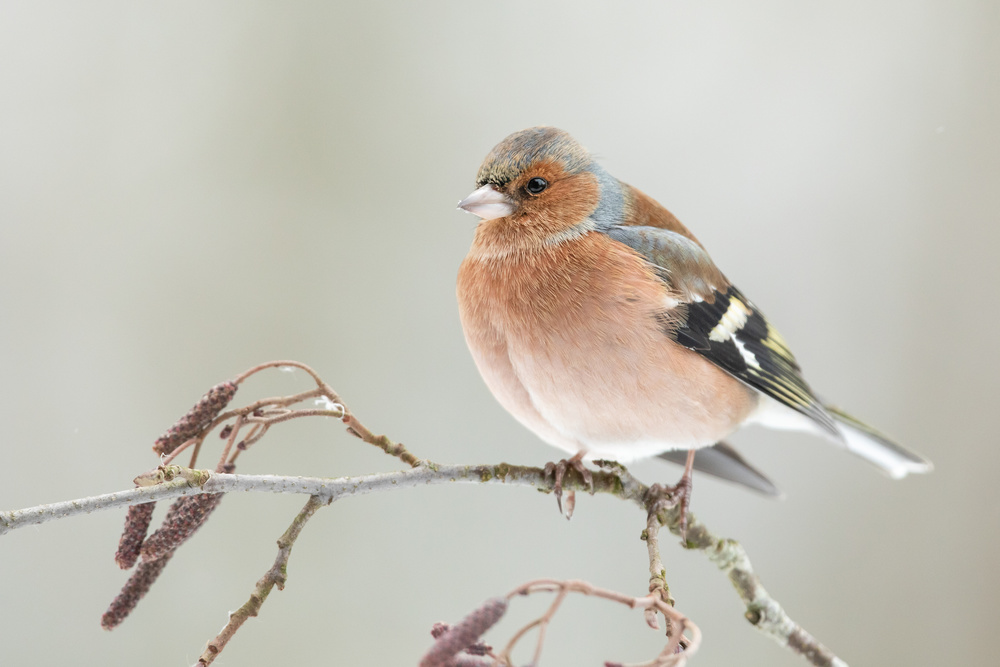 A common chaffin with snow light von Annie Keizer