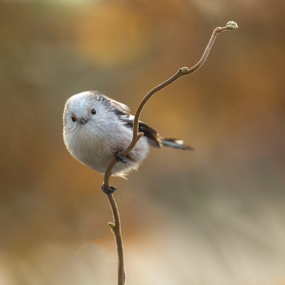 a rare bird in our garden von Annie Keizer